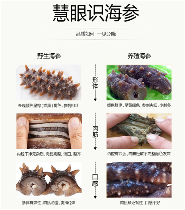 大连长海县海参,北纬39度,一个神奇的纬度,适合海生物生长,在此海域